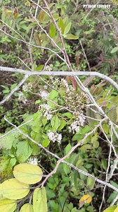 656K views · 14K reactions | INSANE Breeding Aggregation: 14FT Python Female and Two Males Captured | Python Cowboy Hunts | Facebook