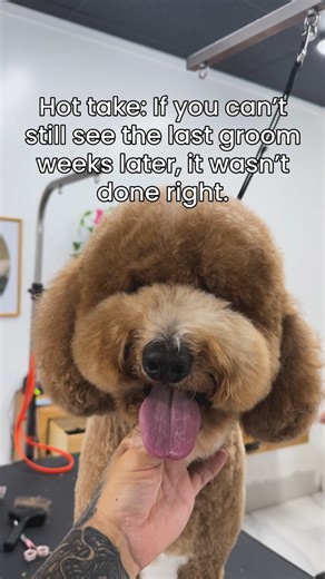 Eddie Quinonez on Instagram: "Not every dog will hold their shape ❌ But a quality haircut doesn’t disappear in two weeks. Prep + technique matter ✅"