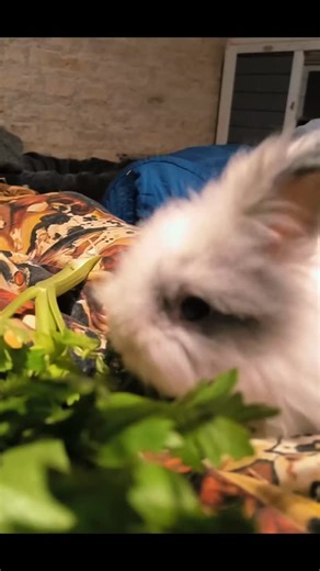 Isa Gonzalez on Instagram: "Moi, c’est Balisto. J’ai vécu un an en cage… sans qu’on s’occupe vraiment de moi. Des griffes beaucoup trop longues, une mauvaise alimentation… bref, le combo de tout ce qu’il ne faut pas faire avec un lapin 😔 Mais aujourd’hui, laissez-moi vous dire une chose : je suis un lapin extraordinaire ✨ 💞 J’adore les bras 💋 J’adore les bisous 🤍 Les caresses et les câlins, j’en suis fan ⚡ Je suis dynamique, propre, curieux et très gentil Je suis un lapin angora, donc j’ai b