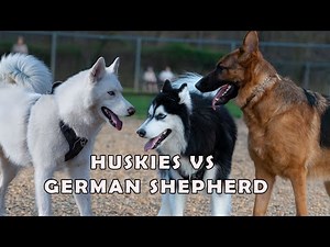 German Shepherd meets two friendly Huskies and what happens next will melt your heart!