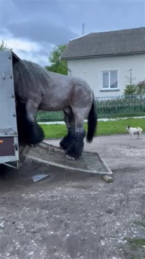 Discover the Majestic Belgian Draft Horse