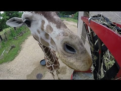 Face to face with a GoPro chomping giraffe