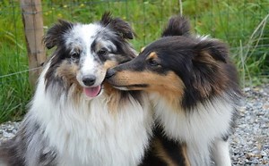10 Facts You Should Know About Dog Mating Process, If You Have Dogs