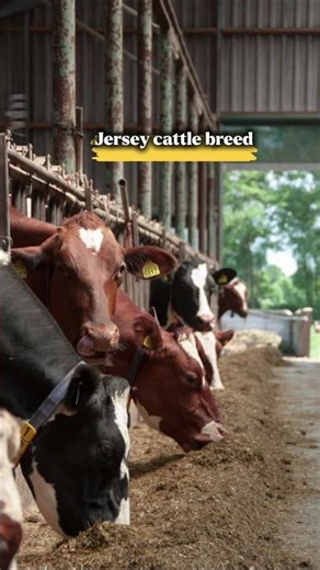 Jersey cattle breed #animals #nature #cow #shortvideo