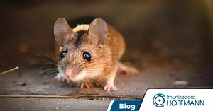 Conheça as melhores armadilhas para ratos e saiba quando usá-las