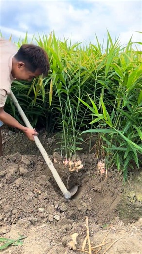 Bountiful Ginger Harvest: Traditional Hand-Digging Techniques #shorts