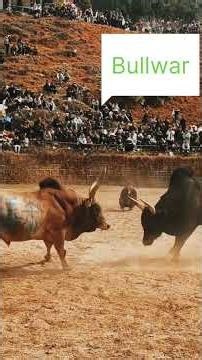Crazy Bull Fights 🐂🔥💪#bullwar #bull #redbull #viralshorts #shorts