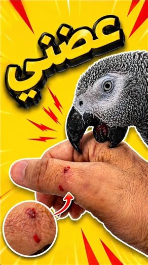 Echo Bit Me… So I “Punished” Him 😂🦜 | عضّني إيكو!