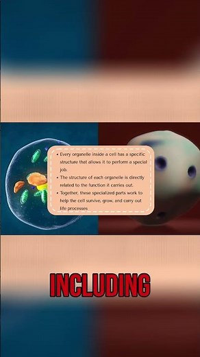 Inside a Cell: Organelles, Mitochondria, and More! #shorts