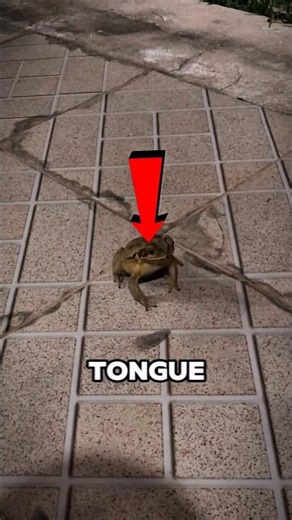 Genius Laser Trick to Remove Insects Instantly!