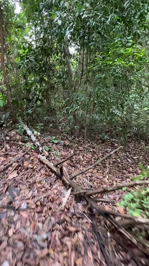 Menangkap Ular Python Besar di Kalimantan