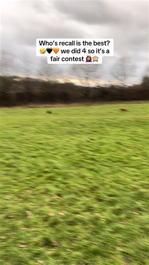 Ginger Spaniel Recall Contest Highlights