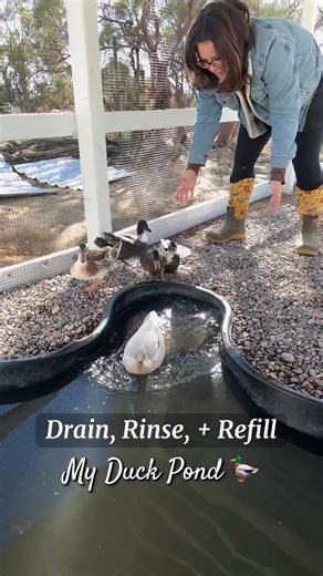 Duck PondDrain, Rinse, & Refill! This process is pretty fast & easy thanks to my drain. 🦆✨ #duckpond #pond #maintenance #routine #ducks #ducksofinstagram #farmlife #reels | Simplychickensofficial