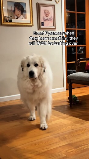 Great Pyrenees Barking Reactions to Sounds