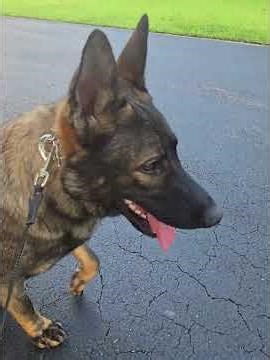 Azlo's Obedience Training Journey #gsdtraining #germanshepherd