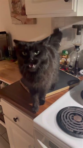 Zuko just wants attention ☺️☺️ #catshorts #cat #catsofyoutube