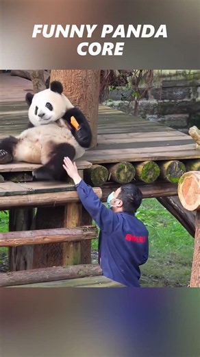 These pandas have zero survival skills 🐼 #shorts #funny