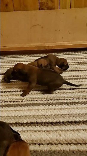 Fifteen day old Rhodesian Ridgeback Puppies.