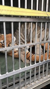 4.4K views · 609 reactions | This little gal is taking a few minutes to practice her tiger skills on the last leg of her journey to LTB. For now, she's only allowed her toys under supervision, so she's making the most of it! We can't wait to get her here, restore her good health and introduce her to a life of peace and safety. | Lions Tigers & Bears | Facebook