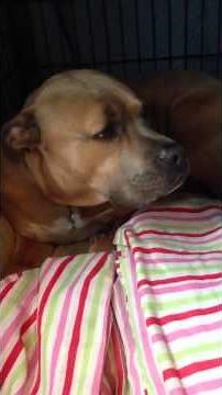 Odie Puts Himself on time-out