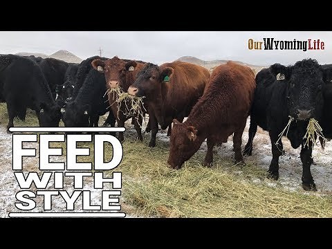 The Methods for Feeding Cows on Our Wyoming Ranch