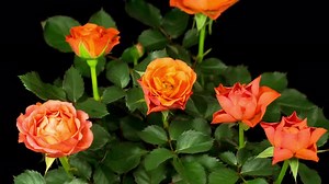 Time Lapse of Opening Orange Rose Flower