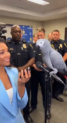 Max turned the interrogation into a comedy show 🤣 #grayparrot #talkingbird #talkingparrot #funnybirds #funnypetvideos | Talk With Max