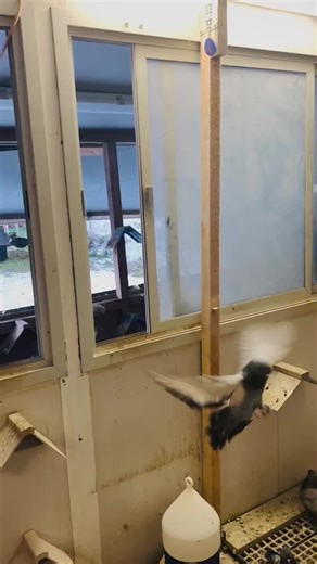 #coşkun #Sinan #oyun #kuşu #isviçre