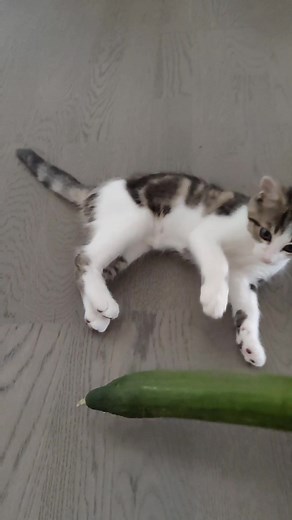 Le concombre une légende ? 🥒#cat #cats #catsoftiktok #cattok #catlover #catlovers #chat #chats #chaton #chatons #chatonmignon #chaton_mignon #chatonsauvé #chatonsdamour