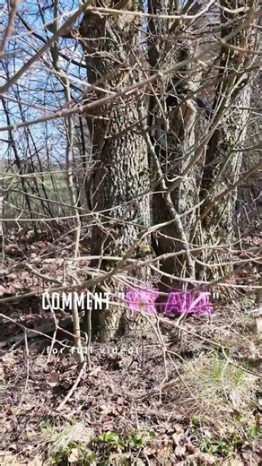 🐸🍃Froggy Time! – Frog Encounters in the Tharandter Forest✨☀️ Short#4