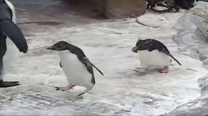 Distraction: Penguins chase a butterfly