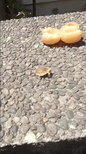 Extracting an Apricot Seed