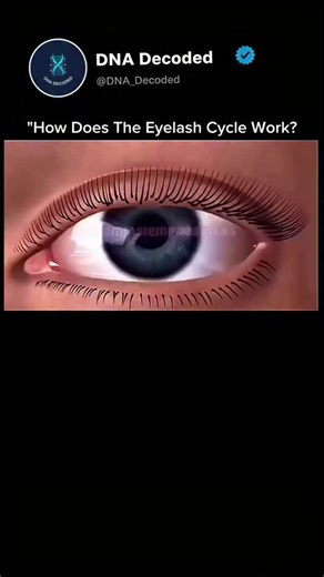 DNA_Decoded on Instagram: "✨ How Does The Eyelash Cycle Work? Ever wondered why eyelashes fall out and grow back again? Your lashes actually have their own growth cycle just like your hair. 👁️ 3 stages of the eyelash cycle: 🌱 1. Growth Phase (Anagen) Your eyelash is actively growing. This lasts 4–10 weeks. ⏳ 2. Resting Phase (Catagen) Growth stops — the lash rests and prepares to shed. 🍂 3. Shedding Phase (Telogen) The old eyelash naturally falls out… 👉 and a new lash starts growing in its p