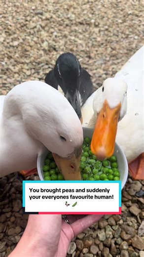 The Joyful Sounds of Happy Ducks