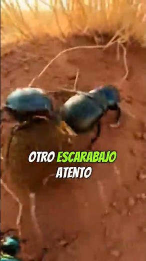A este escarabajo le robaron su bola 🪲
