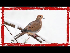 5 Minutes Mourning Dove Call/Sound [Calm & Peaceful]