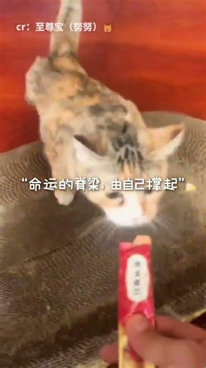 The Heartwarming Handstand Cat from Douyin Wins Hearts Worldwide