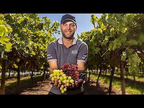 Shine with Australia: Flavourful table-grapes - find it with us