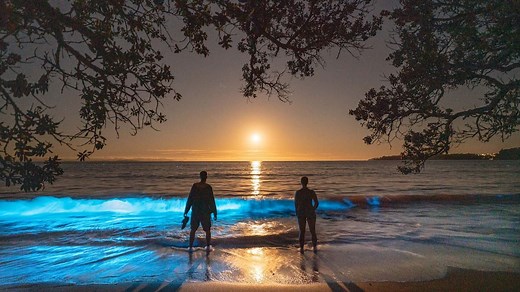 Beachgoers stunned by vivid blue bioluminescence along Stanmore Bay shoreline