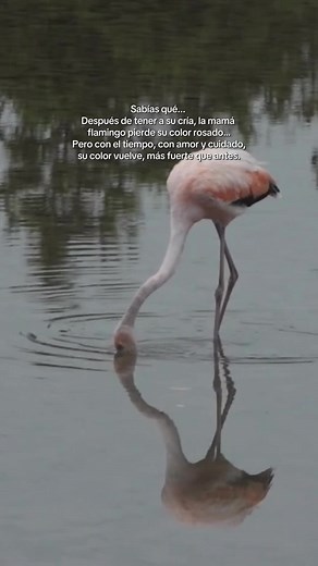 Con el tiempo, cuando sus crías crecen y ella se cuida de nuevo… su color regresa. ✨ Como tú. #flamingo #flamenco #momtobe #posparto #motivacion