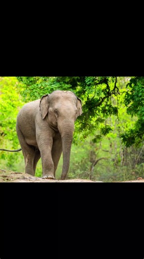 Let's learn about the Asian Elephants. The Asian Elephants also known as the Asiatic Elephants is the largest living land animal in Asia. #asianelephant #wildlife #fypviralシ #tiktocviral #naturelovers