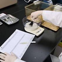 Video: The Pilocarpine Model of Temporal Lobe Epilepsy and EEG Monitoring Using Radiotelemetry System in Mice