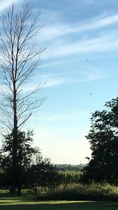 Love this! Every time this time of year the swallows and dragonflies swoop in in hordes...it's fascinating and mesmerizing..... | Bo Ellison