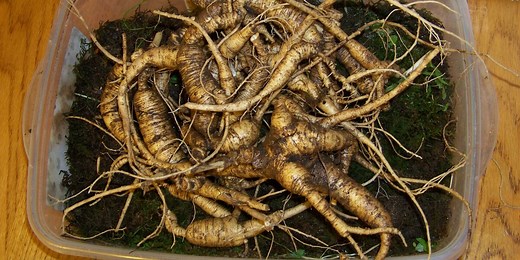 Grown Here at Home: Rules for harvesting wild ginseng