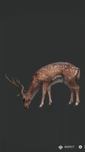 Axis deer with a slug