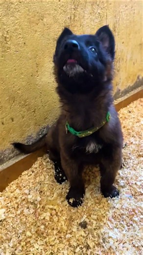 POV You just walked into a Belgian Tervuren puppy pile! 🐾#shorts