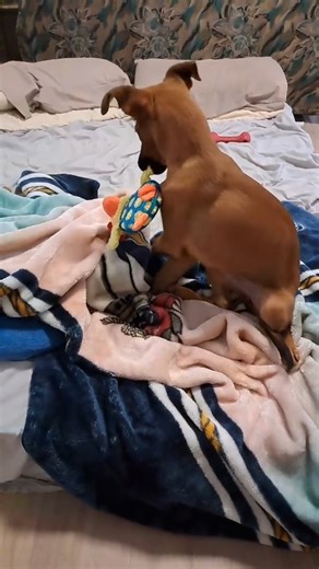 jose lojo on Instagram: "Otro regalo para Moana ♥️🐶"