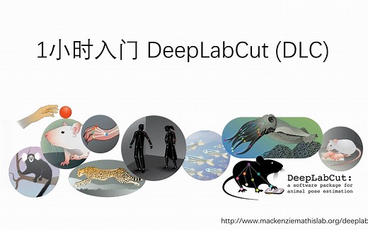 2.5小时入门DeepLabCut (1) Overview