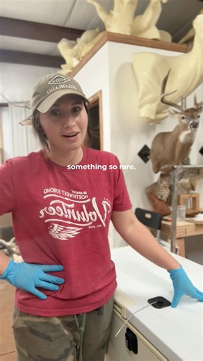 The most RARE thing in a taxidermy shop! 🤯 #workshop #taxidermy #freezer #animals