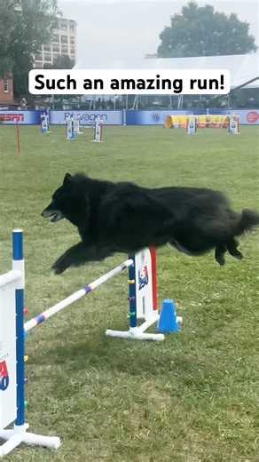 Great Run from this Pup! | AKC USA 250